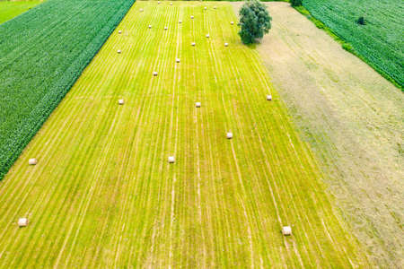 Green fields aerial view before harvest at summer. Road aerialの写真素材
