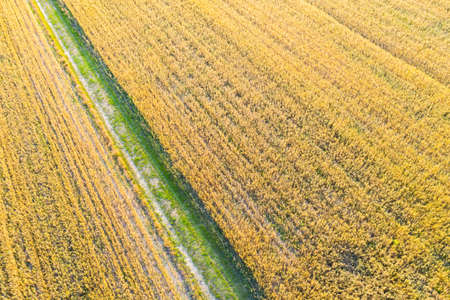 Aerial top view photo from flying drone of a land with sown green fields in countryside in spring...