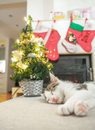 Sleeping christmas kitten. santa socks on Christmas background. red christmas decorationの写真素材