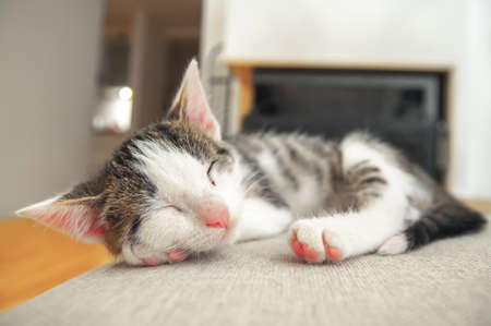 Cute little kitten sleeping on box. Copy space for text in background. Warm houseの写真素材