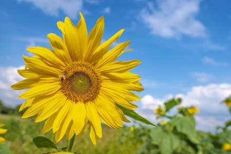 Sunflower natural background, Sunflower blooming, Sunflower oil improves skin health and promote cell regenerationの写真素材