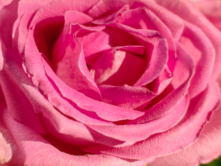 Fresh dark red roses close up texture background for St. Valentine's Dayの写真素材