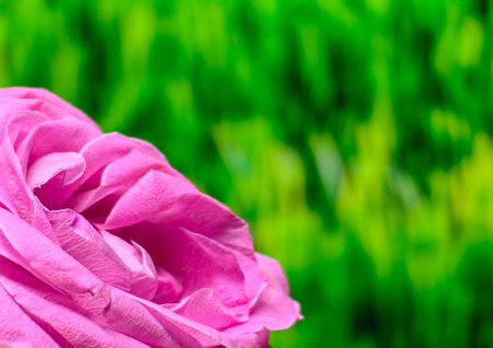 a beautiful pink rose close upの写真素材