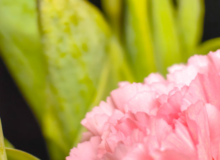 Beige carnation flower on the table close-up. Copy space. Holiday card. Mothers day postcard. International women's day. Gentle girlish template. Minimalist. Vintage styles. Foamiran material hobby. DIY.の写真素材