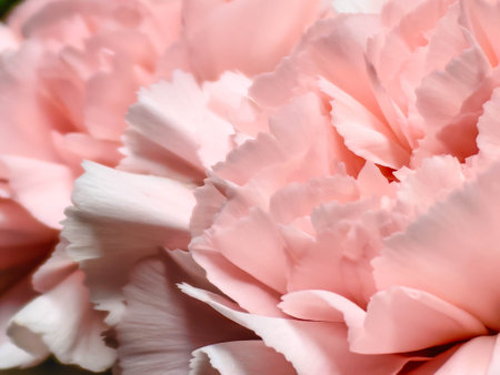 Delicate carnation pink head flower isolated on white background. Beautiful composition for advertising and packaging design in the business. Flat lay, top viewの写真素材