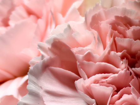 Delicate carnation pink head flower isolated on white background. Beautiful composition for advertising and packaging design in the business. Flat lay, top viewの写真素材