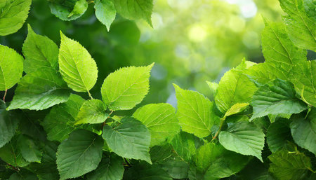 Closeup green leaves background, Overlay fresh leaf pattern, Natural foliage textured and backgroundの素材