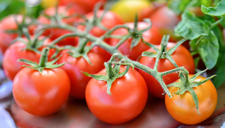 Fresh tomatoes picked from the bush.の素材