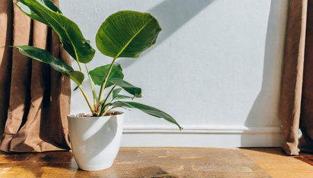 Plant against a white wall mockup. White wall mockup with brown curtain, plant and wood floor. 3Dの素材