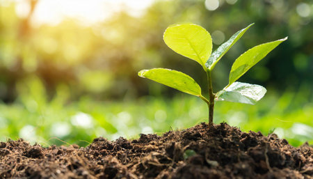 small tree growing with sunshine in garden. eco concept,の素材