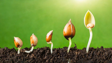 Sequence of seed germination on green backgroundの素材