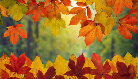 A stunning autumn leaves background featuring vivid fall foliage in radiant shades of red, orange, and yellow. Perfect for seasonal themes, artistic projects, or photography backdrops.の素材