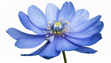A stunning blue flower, delicately isolated on a white background, featuring transparency and detailed petals. Ideal for artistic creations, botanical illustrations, and nature-inspired designs.の素材