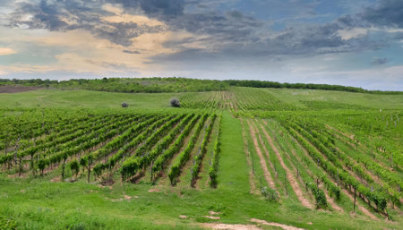 This vivid image showcases rows of lush green vines in a sprawling vineyard, ripe with grapes for fine wine production. A picturesque scene epitomizing the beauty and dedication of modernの素材