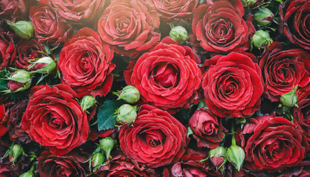 Discover the captivating charm of natural fresh red roses in this stunning wallpaper. A top view showcases a flawless pattern of vibrant red rose flowers, creating a breathtaking floralの素材