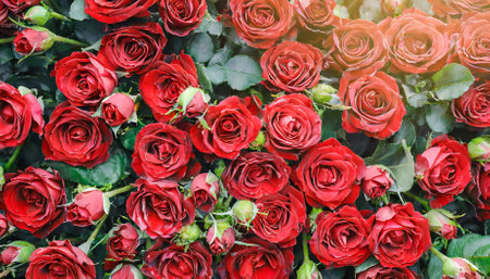 Beautifully captured natural fresh red roses arranged in a striking floral pattern, this wallpaper showcases a romantic and vibrant wall of blooms, ideal for design projects, backgrounds, andの素材