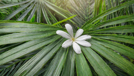 High-resolution image of lush palm leaves showcasing detailed textures and vivid greenery under sunlight. Ideal for eco-friendly projects, tropical designs, or as a vibrant nature-themedの素材