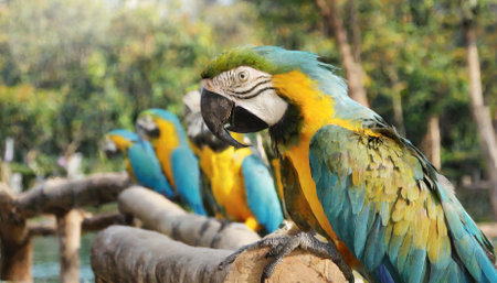 A stunning macaw bird with vibrant blue, yellow, and green plumage perched gracefully amidst lush natural surroundings. Perfect for wildlife enthusiasts, ornithology projects, and decorativeの素材