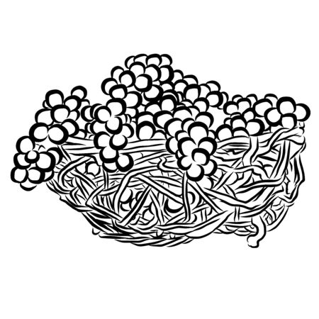 Grapes Sketched Outline Vector Illustration Hand drawn Artworkのイラスト素材
