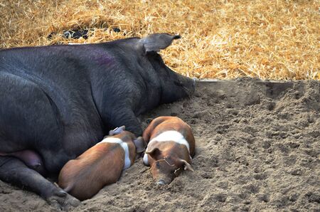 Pig with small pigs sleeping, Black, White and Brown coloured nice compositionの写真素材