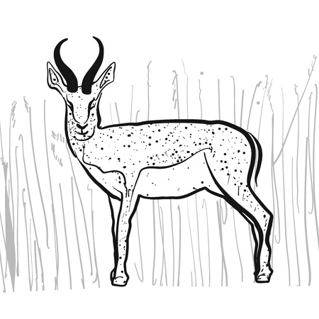 Antelope Springbok, Hand-drawn Vector Clipartのイラスト素材