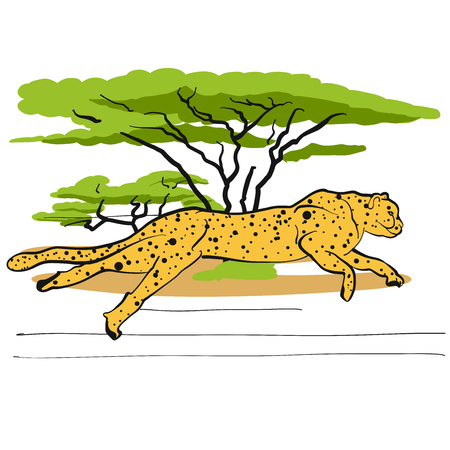 Cheetah in savannah, Hand-drawn Vector Outline Sketchのイラスト素材