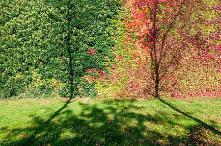 Wine on Wall. Autum Scene Background or Wallpaper shotの写真素材