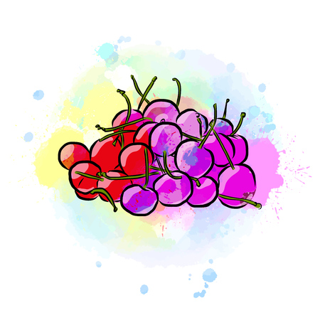 Colored drawing of cherries. Fresh design of colorful fruits made in watercolor style. Modern vector marketing illustration on white background.のイラスト素材