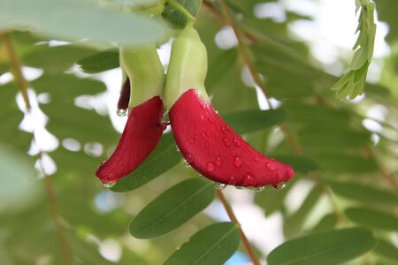 Sesbania grandifloraの写真素材