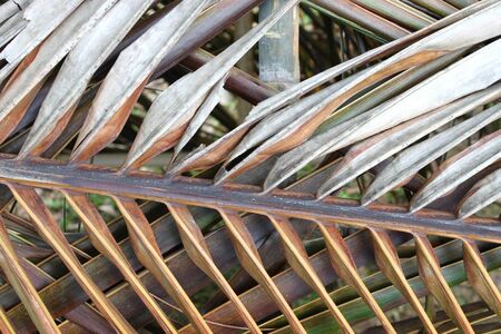 from dry coconut leaves to roof の写真素材