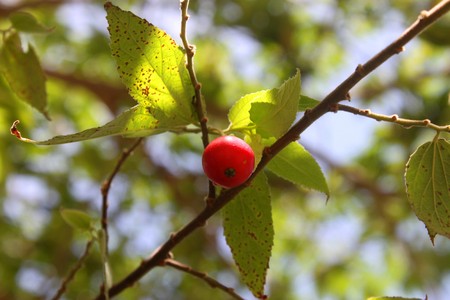 East Indian plumの写真素材