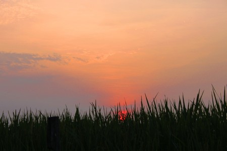 Rice Field in Sunsetの写真素材