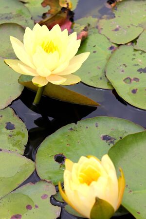Water lotus lilyの写真素材