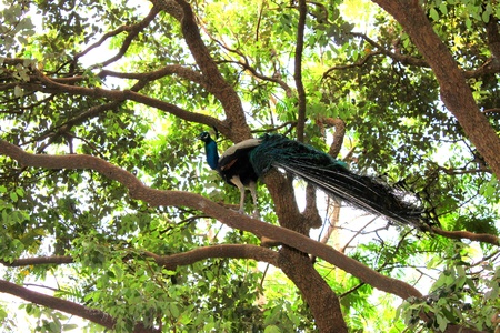Peacockの写真素材