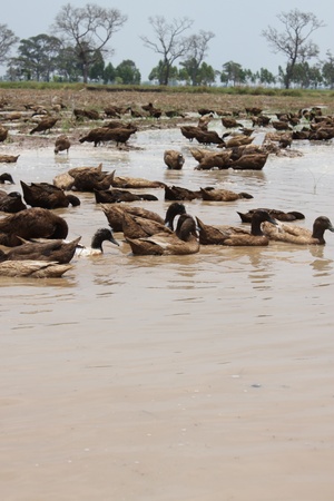 Duck farmingの写真素材