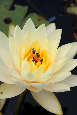 Water lotus lilyの写真素材