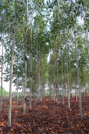 Eucalyptus fieldの写真素材