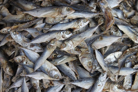 Dried mackerels 
