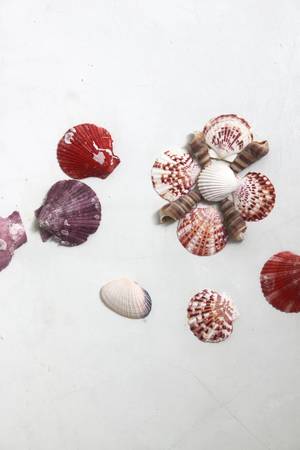 shells on wall background の写真素材