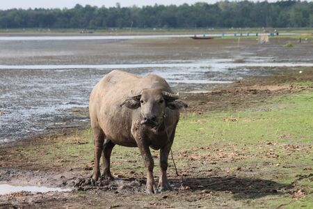 Buffaloの写真素材
