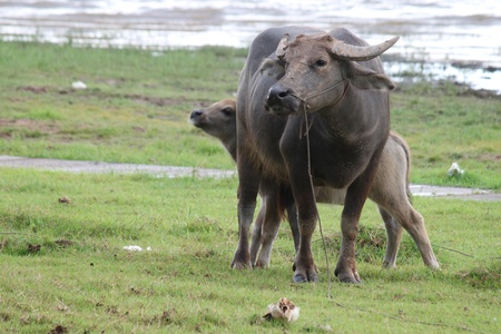 Buffaloesの写真素材