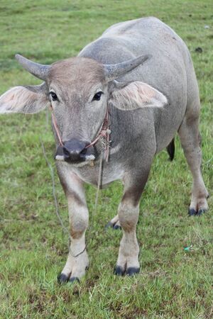 Buffaloの写真素材