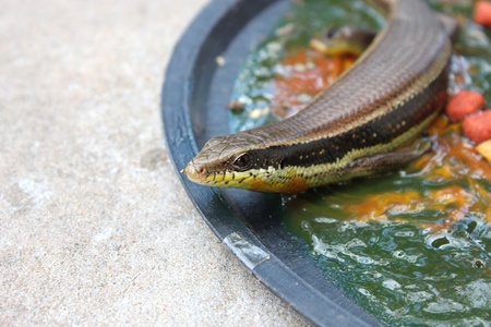 A skink is trapped by rat trap plateの写真素材