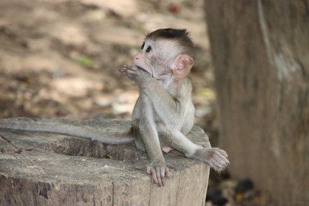 Long-tailed Macaque
