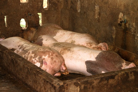 Three pigs are sleeping in cool and wet stableのeditorial素材
