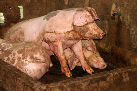 Three pigs are relaxing in cool and wet stableのeditorial素材