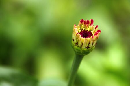A picture of young purple gerbera or daisy flowerの写真素材