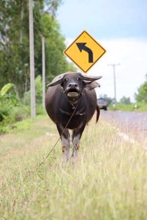 A buffalo is standing in a field near local roadの写真素材