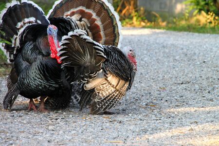 A picture of tropical turkey in rural areaの写真素材