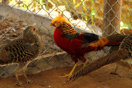 Siamese pheasants having long-tailed and many colorsの写真素材